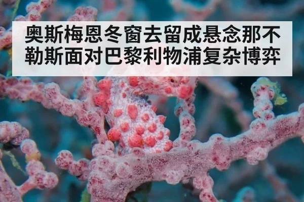 奥斯梅恩冬窗去留成悬念那不勒斯面对巴黎利物浦复杂博弈